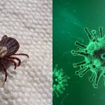 Virusul Yezo, o noua boala descoperita in Japonia, reprezinta o amenintare globala?