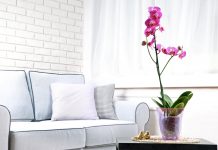 Cum sa ingrijesti o orhidee si sa o faci sa infloreasca din nou