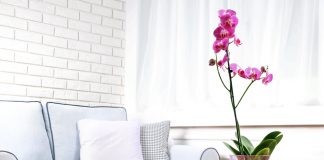 Cum sa ingrijesti o orhidee si sa o faci sa infloreasca din nou